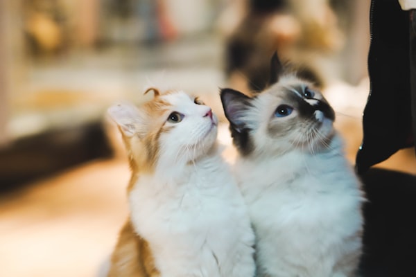 6 Strange Cat Behaviors Finally Explained