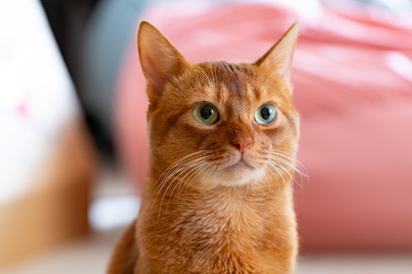 Why Do Cats Run from the Litter Box After Pooping?