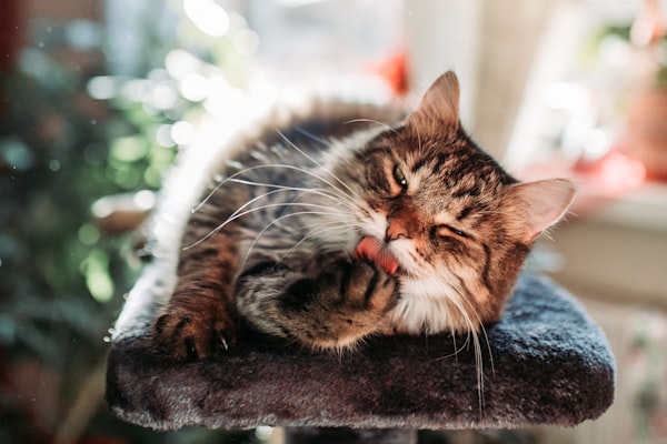 Exercising With Your Kitten