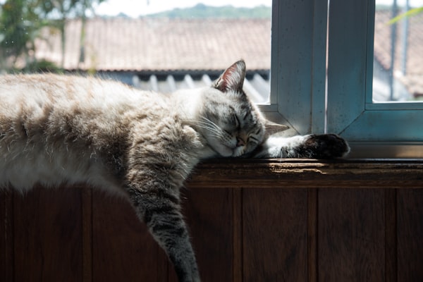 How Often Do I Really Need To Clean My Cat's Litter Box?