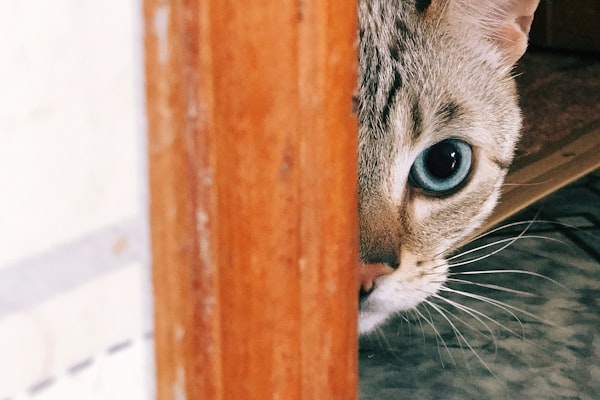 Gross! Why do Cats Cough Up Hairballs?