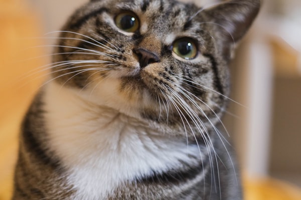 Does Your Cat Miss the Litter Box?