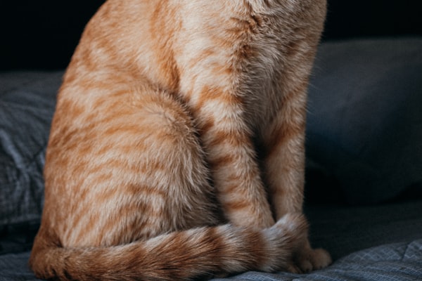 How do You Know if Your Cat is in Pain?