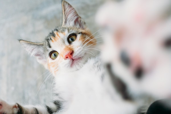 6 Reasons Why My Cat Might Drool