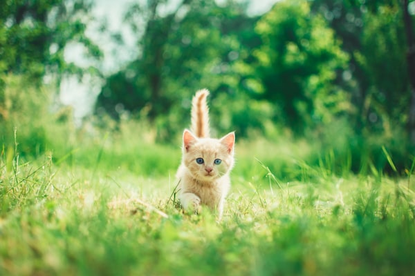 Thyroid Tumor Surgery in Cats