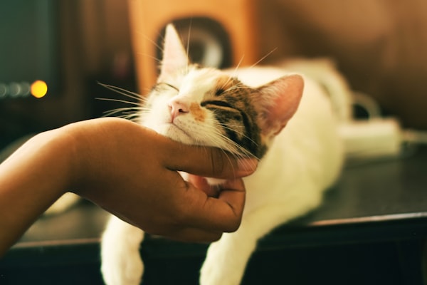 7 Surprisingly Simple Life Hacks for You & Your Cat