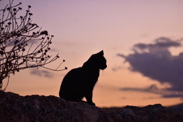 Largest Quake of 2015 Strikes Chile: Pet Rescue Groups Respond