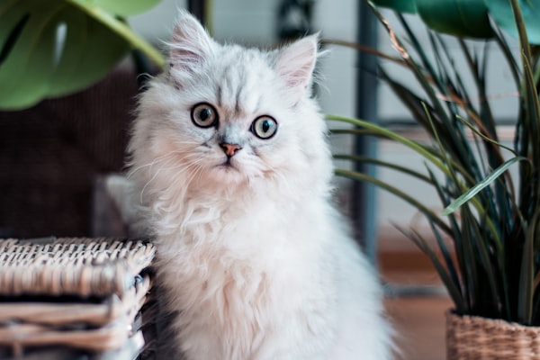 Dr. Zeltzman: 10 Things I Wish Every Cat Parent Would Do