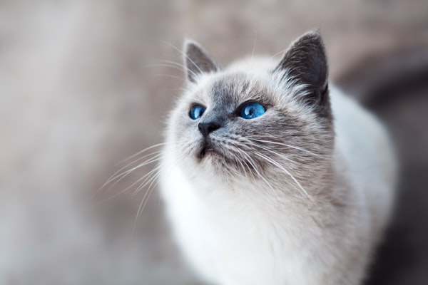 5 Cat Diseases Vets Don’t Think You Know, But Should