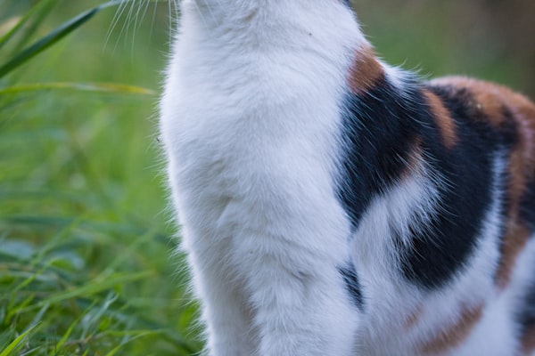 When Prehistoric Cats and Dogs Competed, Cats Won