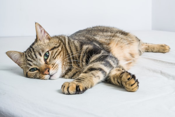 Mammary Tumors in Cats