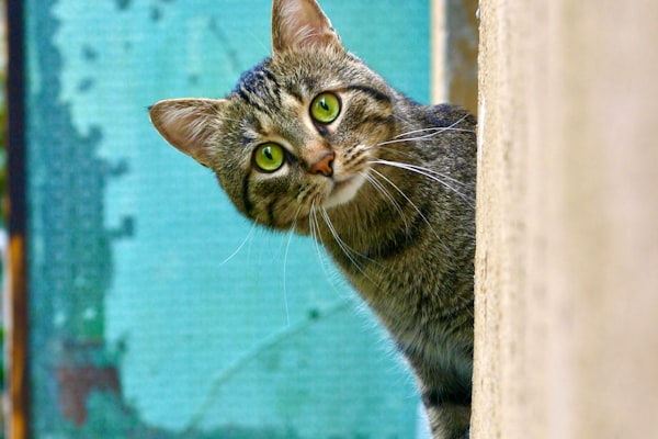 The 3 Most Common Cancers in Cats