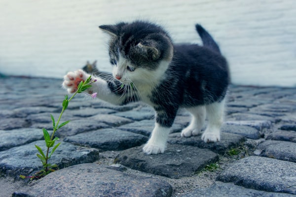 Routine Vet Visit is Life Saver—You’ll Never Guess What They Found in This Cat