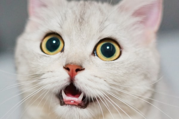 Freak Accident: Can a Cat Live Without a Tongue?