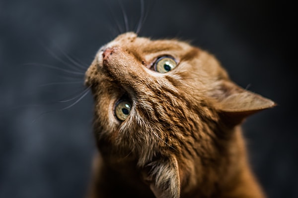 My Cat Has Cancer: Staging and Grading the Tumors