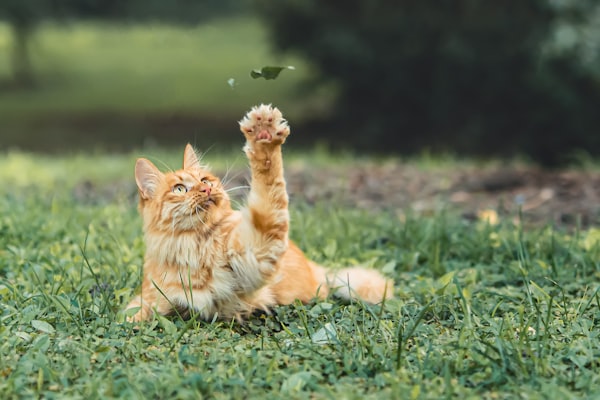 Forest, the Wheelchair Cat, Rolls Into Social Media Fame