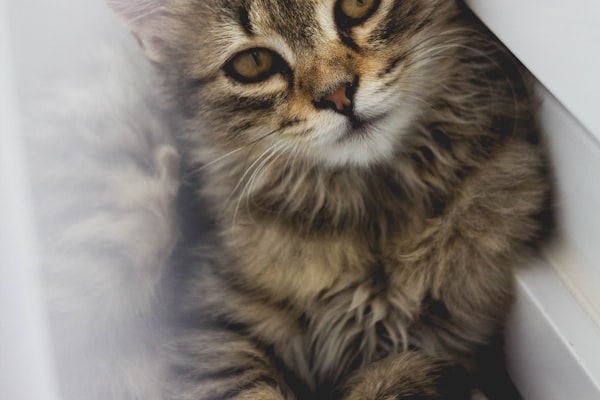 What Vaccines does My Kitten Need?