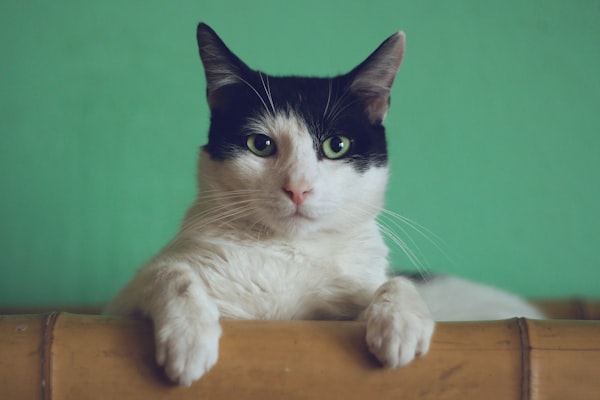 Cat Takes Flight after Lizard Startling