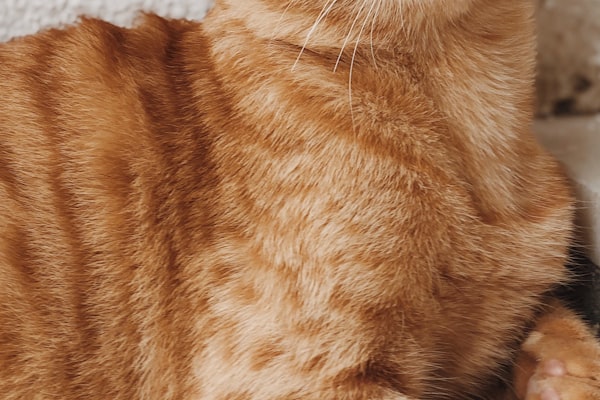 How Will My Veterinarian Check My Cat for Hyperthyroidism?