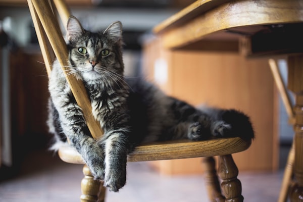 The Truth about the Origin of the Domestic House Cat