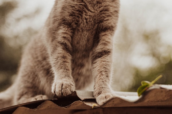 Heroic Cat Saves Her Guardian from a Fire