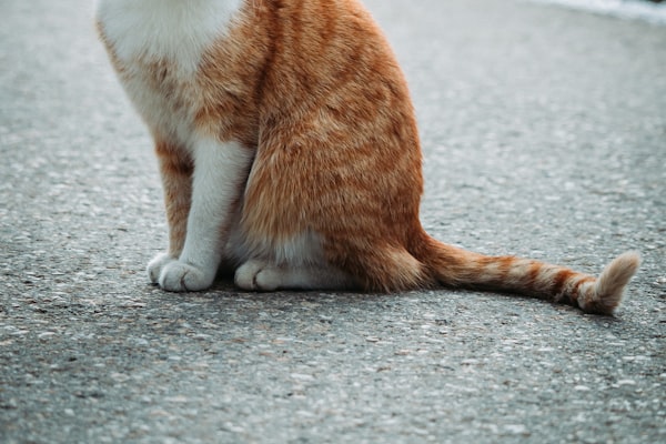 Oldest Cat in the World Enjoys 24th Birthday!