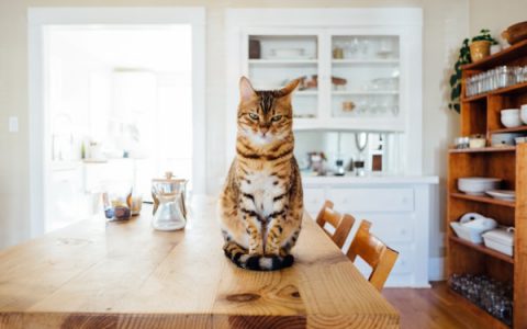 Surgery for Mouth Cancer in a Cat