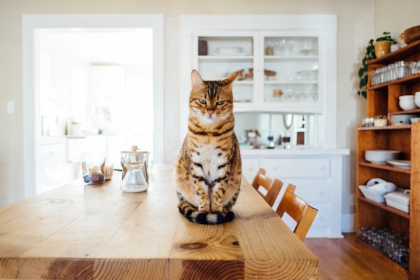 Surgery for Mouth Cancer in a Cat