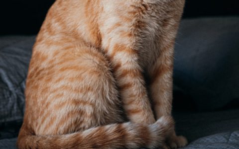 Can My Cat Drink Milk?