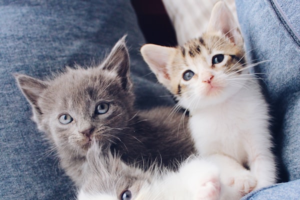 Couple Braves Avalanche to Save Sick Cat