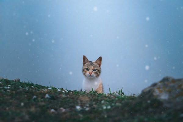 Cat Survives a fall from the 11th Floor