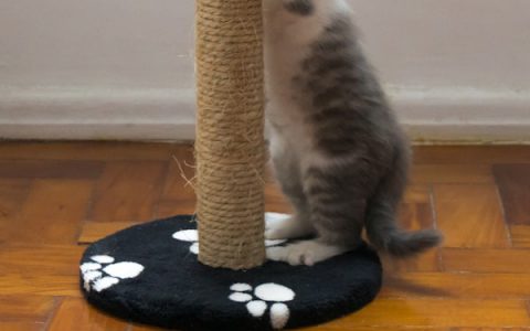 The Miracle of the Christmas Bell