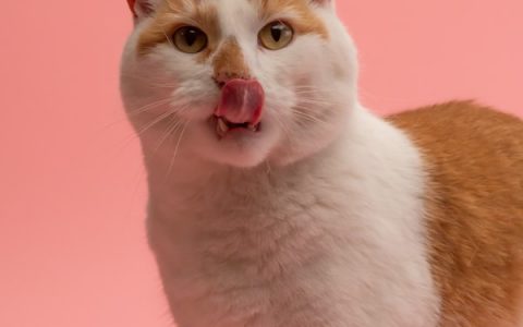 The New Kitten Checklist