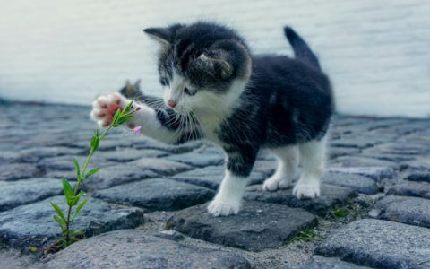 The Exotic Shorthair