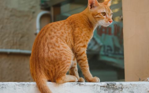 How Long do Cats Live?