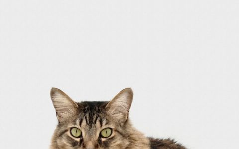 Boarding and Pet Sitting