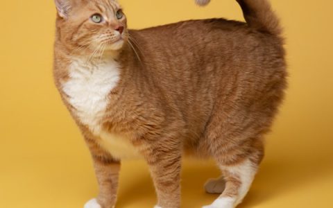 Seven Summer Cat and Dog Safety Tips