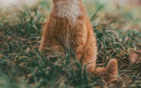 Lower Urinary Tract Disease in Cats