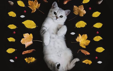 Glaucoma in Cats