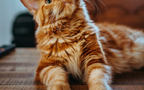 Demodicosis in Cats