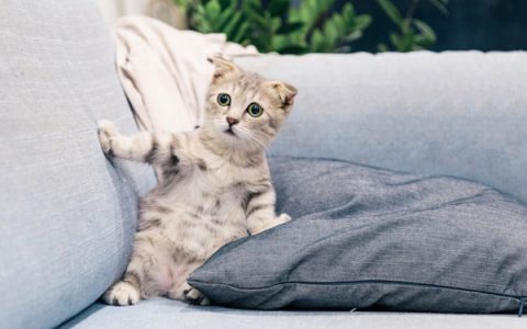 Cirrhosis in Cats