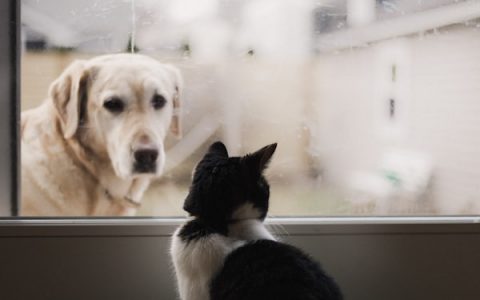 Coccidiosis in Cats