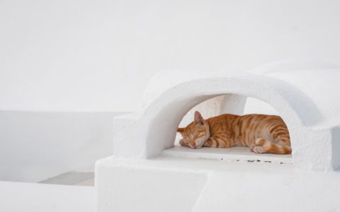 Cryptosporidiosis in Cats