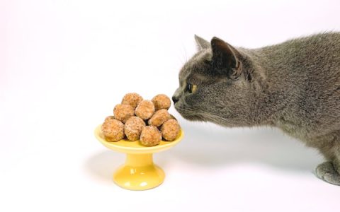 Chylothorax in Cats