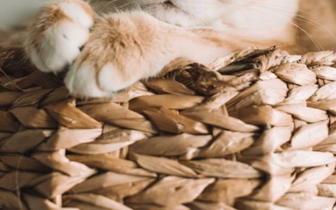 Eye Inflammation in Cats
