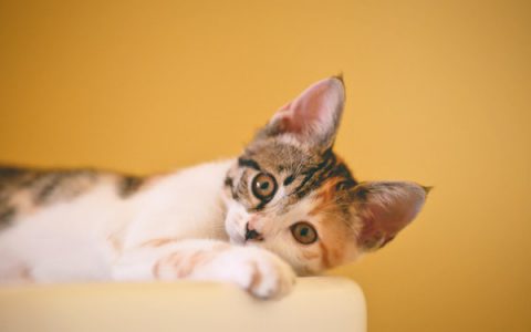 Kidney Disease in Cats 101