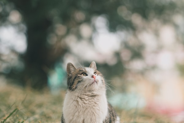 Asthma in Cats