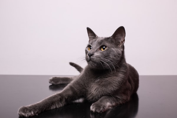 Malignant Melanomas in Cats