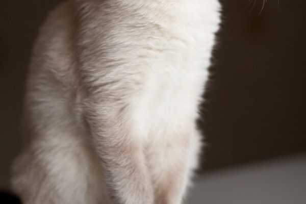 Depigmentation Disorders in Cats: Changing Skin Color