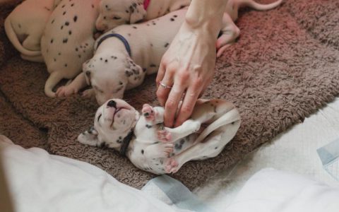 How To Find an Ethical, Reputable, and Responsible Breeder